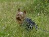 Yorkshire Terrier Hund