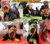 Yorkshire Terrier Hund