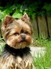 Yorkshire Terrier Hund