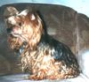 Yorkshire Terrier Hund