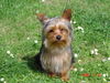 Yorkshire Terrier Hund