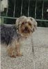 Yorkshire Terrier Hund