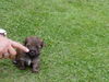 Yorkshire Terrier Hund