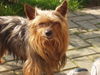 Yorkshire Terrier Hund