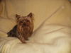 Yorkshire Terrier Hund