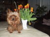 Yorkshire Terrier Hund