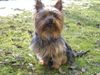 Yorkshire Terrier Hund