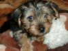 Yorkshire Terrier Hund