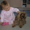 Yorkshire Terrier Hund