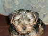 Yorkshire Terrier Hund