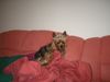 Yorkshire Terrier Hund