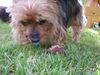 Yorkshire Terrier Hund