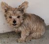 Yorkshire Terrier Hund