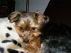 Yorkshire Terrier Hund