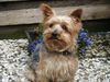 Yorkshire Terrier Hund