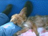 Yorkshire Terrier Hund