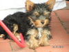 Yorkshire Terrier Hund