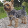 Yorkshire Terrier Hund