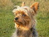 Yorkshire Terrier Hund