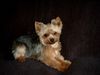 Yorkshire Terrier Hund