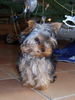 Yorkshire Terrier Hund