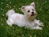 Yorkshire Terrier Hund