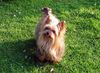 Yorkshire Terrier Hund