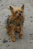 Yorkshire Terrier Hund