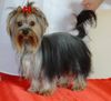 Yorkshire Terrier Hund