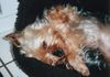 Yorkshire Terrier Hund