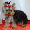 Yorkshire Terrier Hund