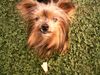 Yorkshire Terrier Hund