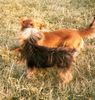 Yorkshire Terrier Hund