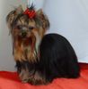 Yorkshire Terrier Hund