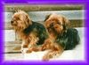 Yorkshire Terrier Hund