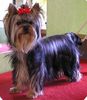 Yorkshire Terrier Hund