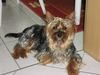 Yorkshire Terrier Hund