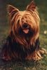 Yorkshire Terrier Hund