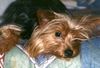 Yorkshire Terrier Hund