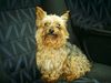 Yorkshire Terrier Hund