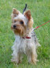 Yorkshire Terrier Hund