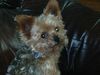 Yorkshire Terrier Hund