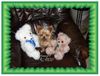 Yorkshire Terrier Hund