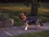 Yorkshire Terrier Hund