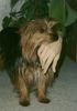 Yorkshire Terrier Hund