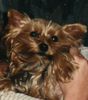 Yorkshire Terrier Hund