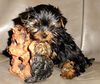 Yorkshire Terrier Hund