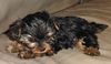 Yorkshire Terrier Hund