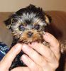 Yorkshire Terrier Hund