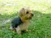 Yorkshire Terrier Hund